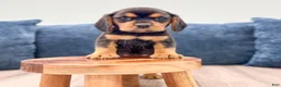 Beaglier dogs for sale: Falcon - Ad 2