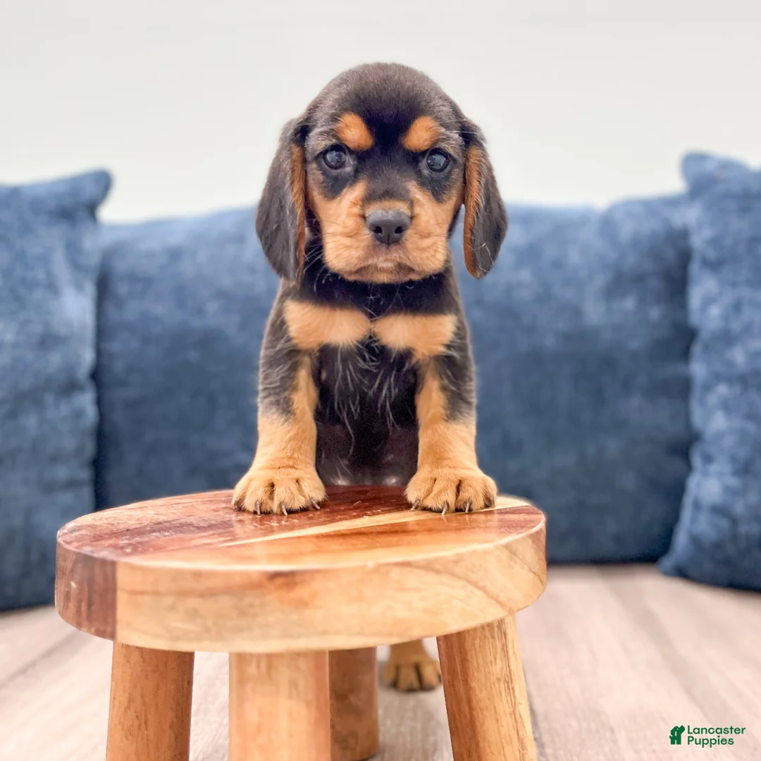 Beaglier dogs for sale: Falcon - Ad 2