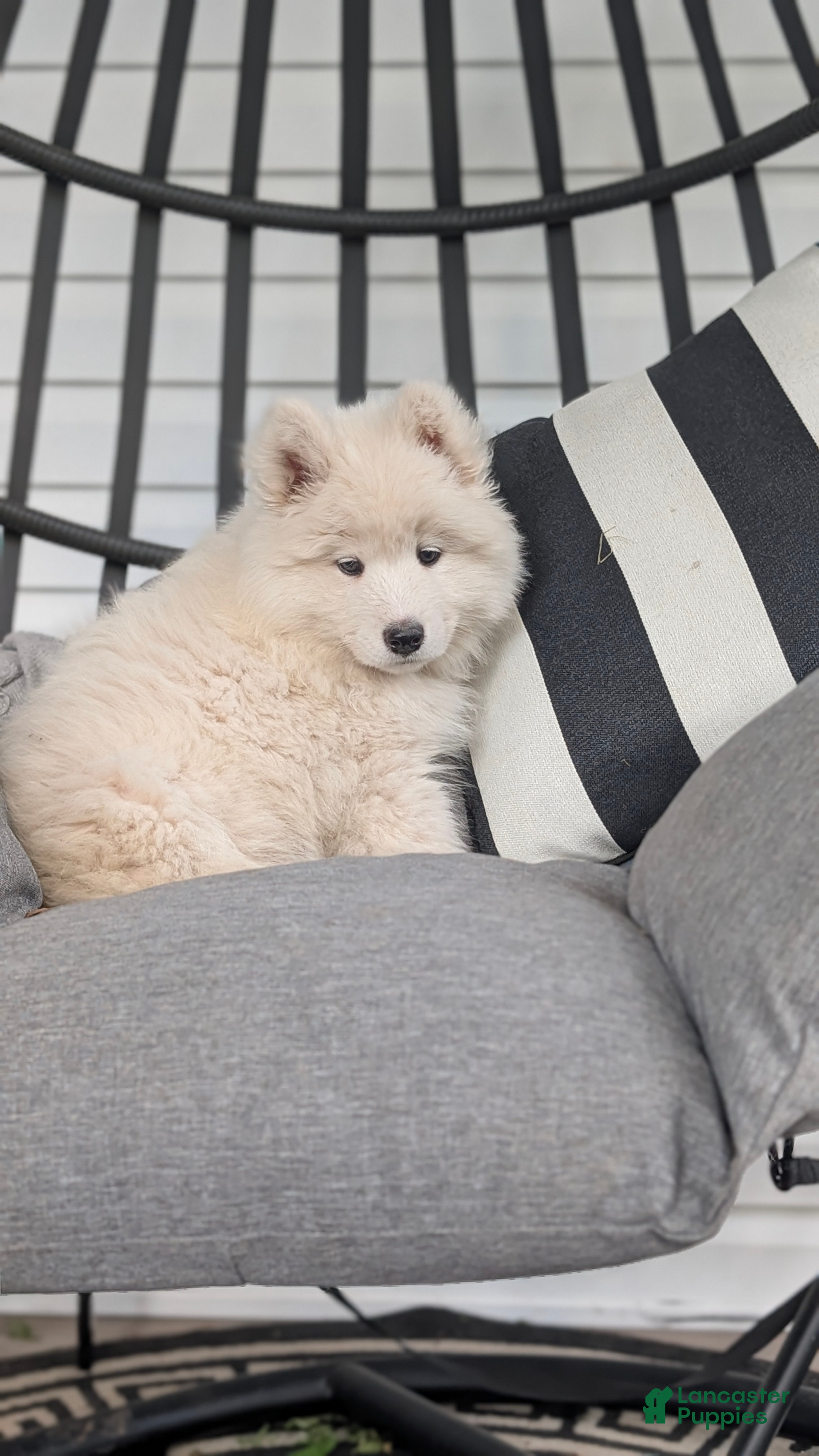 Samoyed dogs Emma - Ad 2