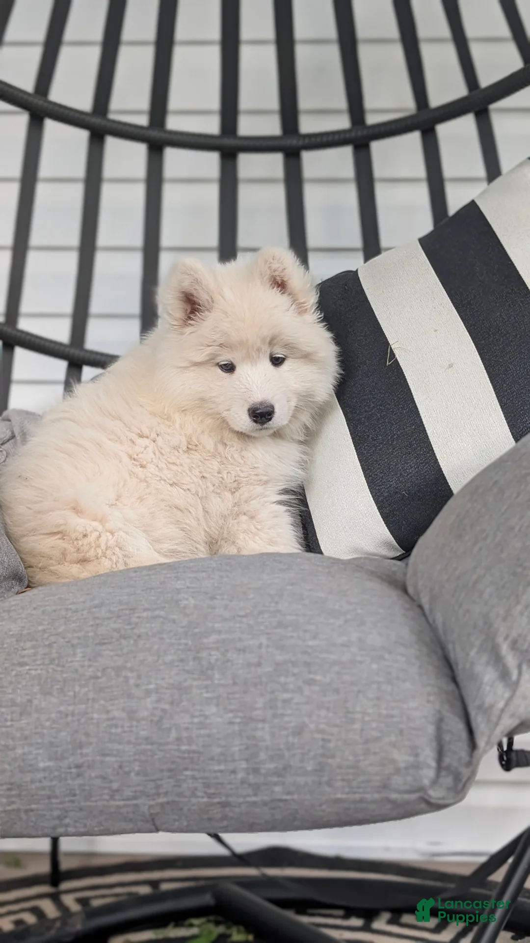 Samoyed dogs for sale: Emma - Ad 2