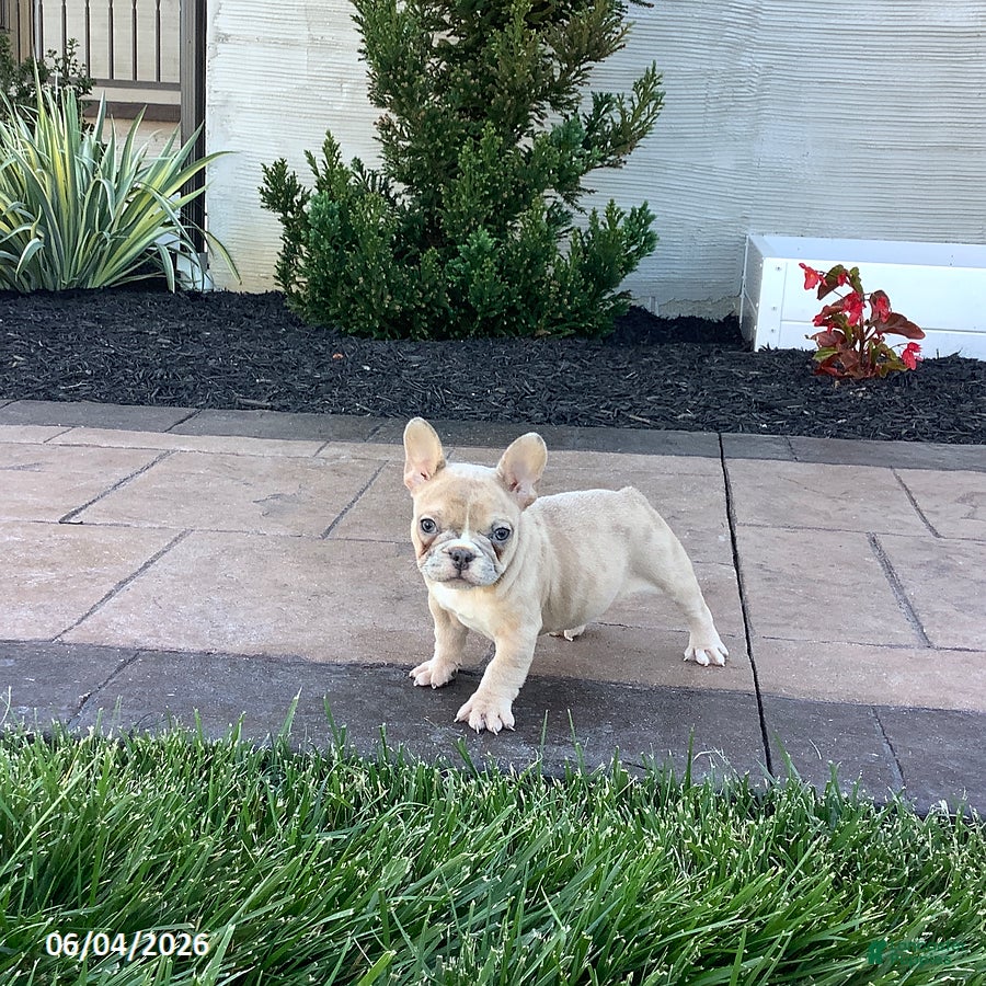 French Bulldog dogs for sale: Allie - Ad 5