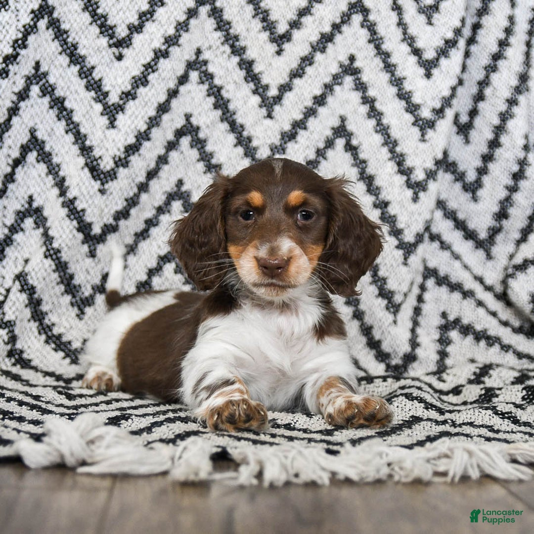 Miniature Dachshund dogs for sale: Vixen - Ad 2