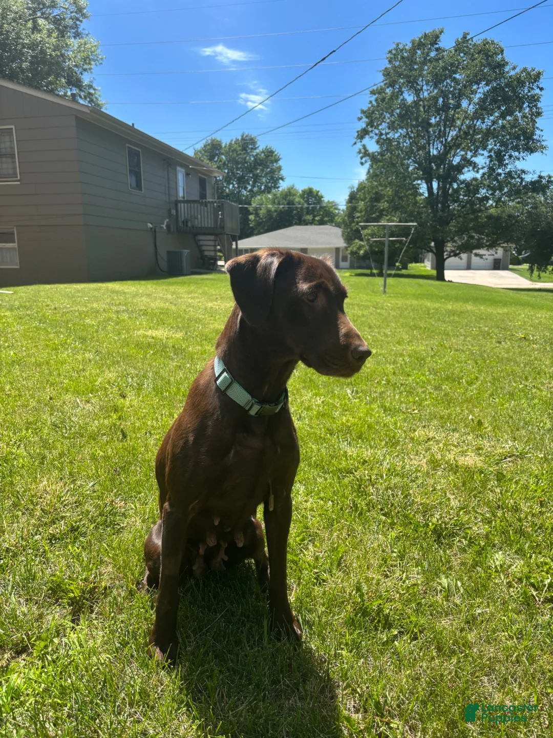 Labrador Retriever dogs for sale: Ruger (Blue) - Ad 2