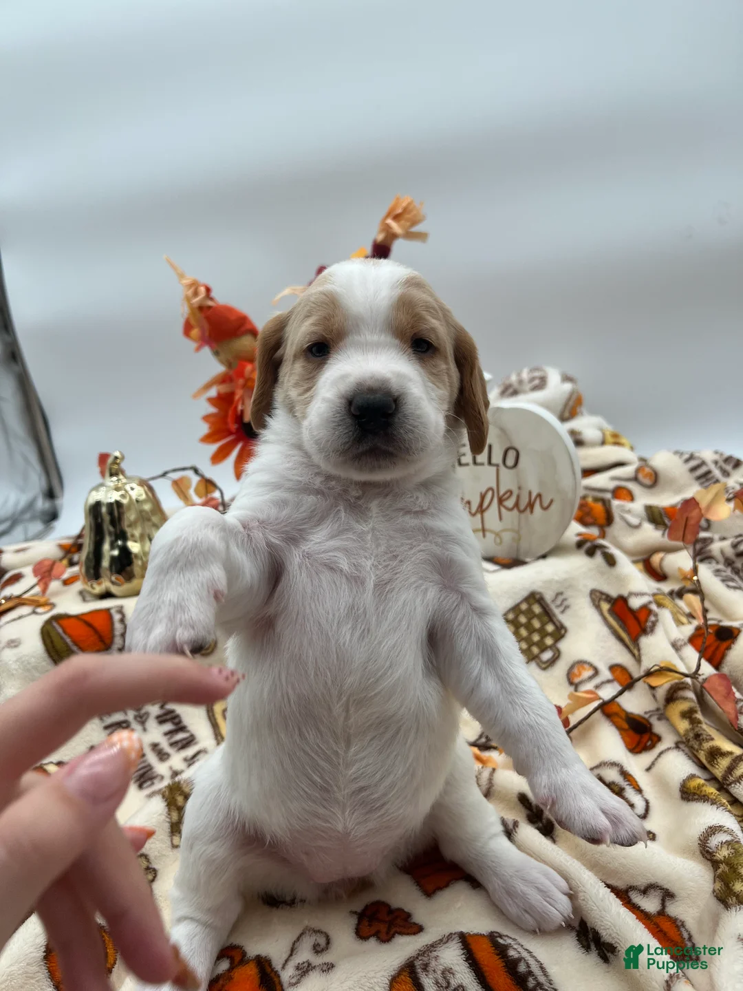 Labradoodle dogs for sale: Miss Lacey  - Ad 2