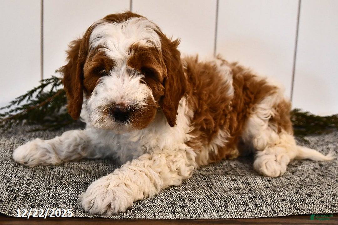 Mini Goldendoodle dogs for sale: Starlight - Ad 4