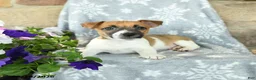 Jack Russell Terrier dogs for sale: Jack  - Ad 3
