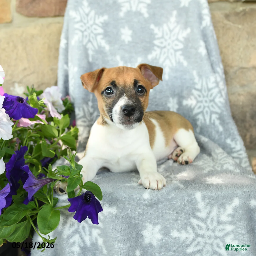 Jack Russell Terrier dogs for sale: Jack  - Ad 3