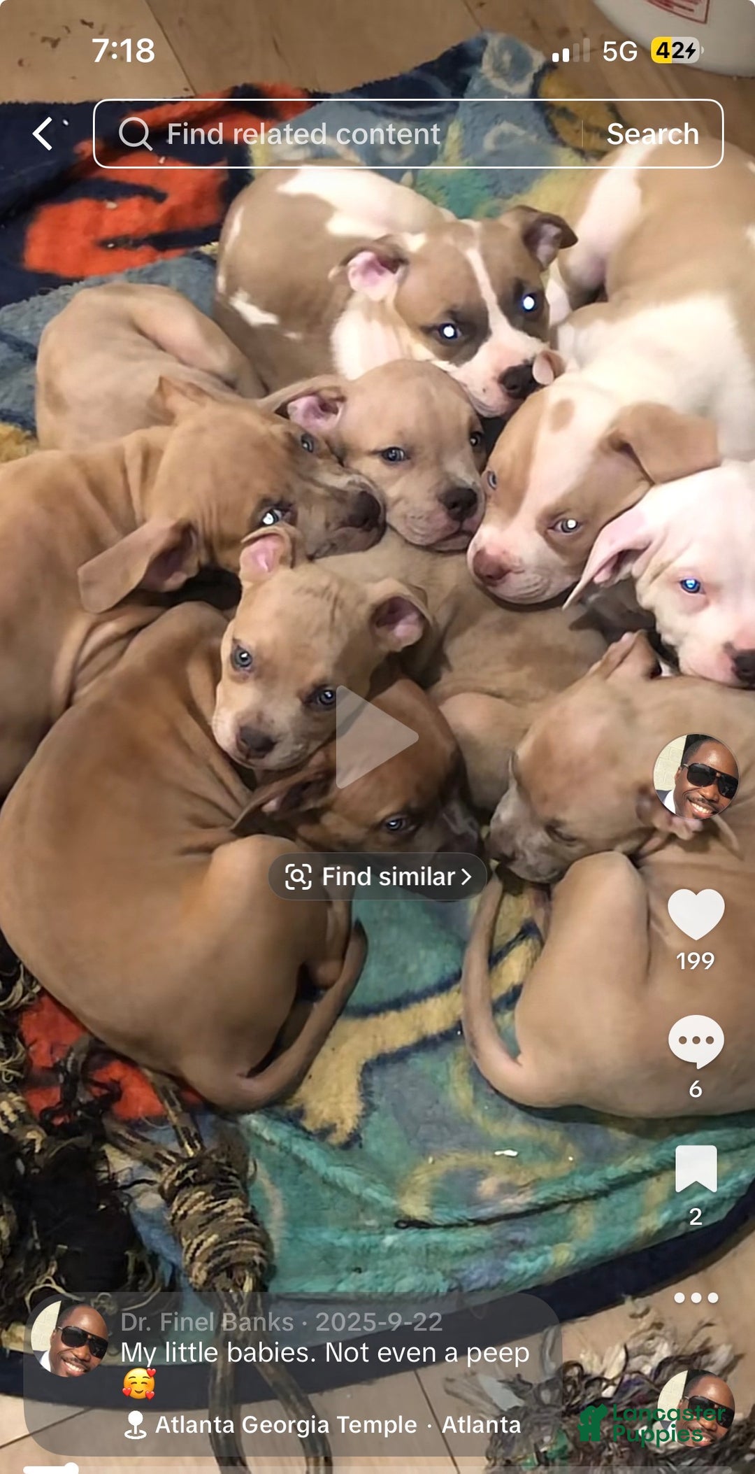 American Bully dogs for sale: Benny - Ad 9