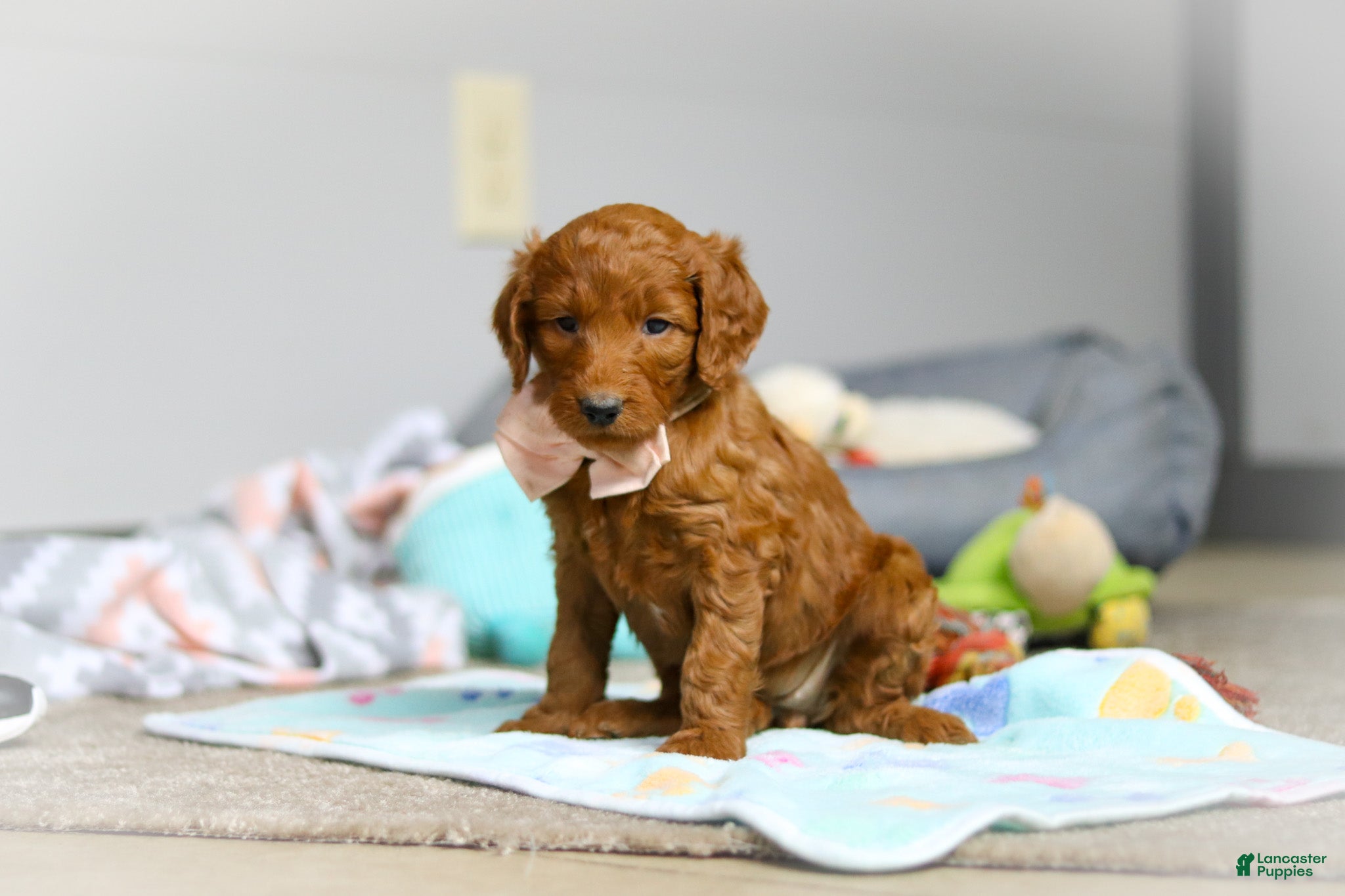 Goldendoodle dogs Lulu F1b - Ad 2