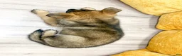 German Shepherd dogs for sale: Crissy - Ad 4