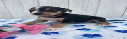 Mixed Breed dogs for sale: Grant - Ad 2
