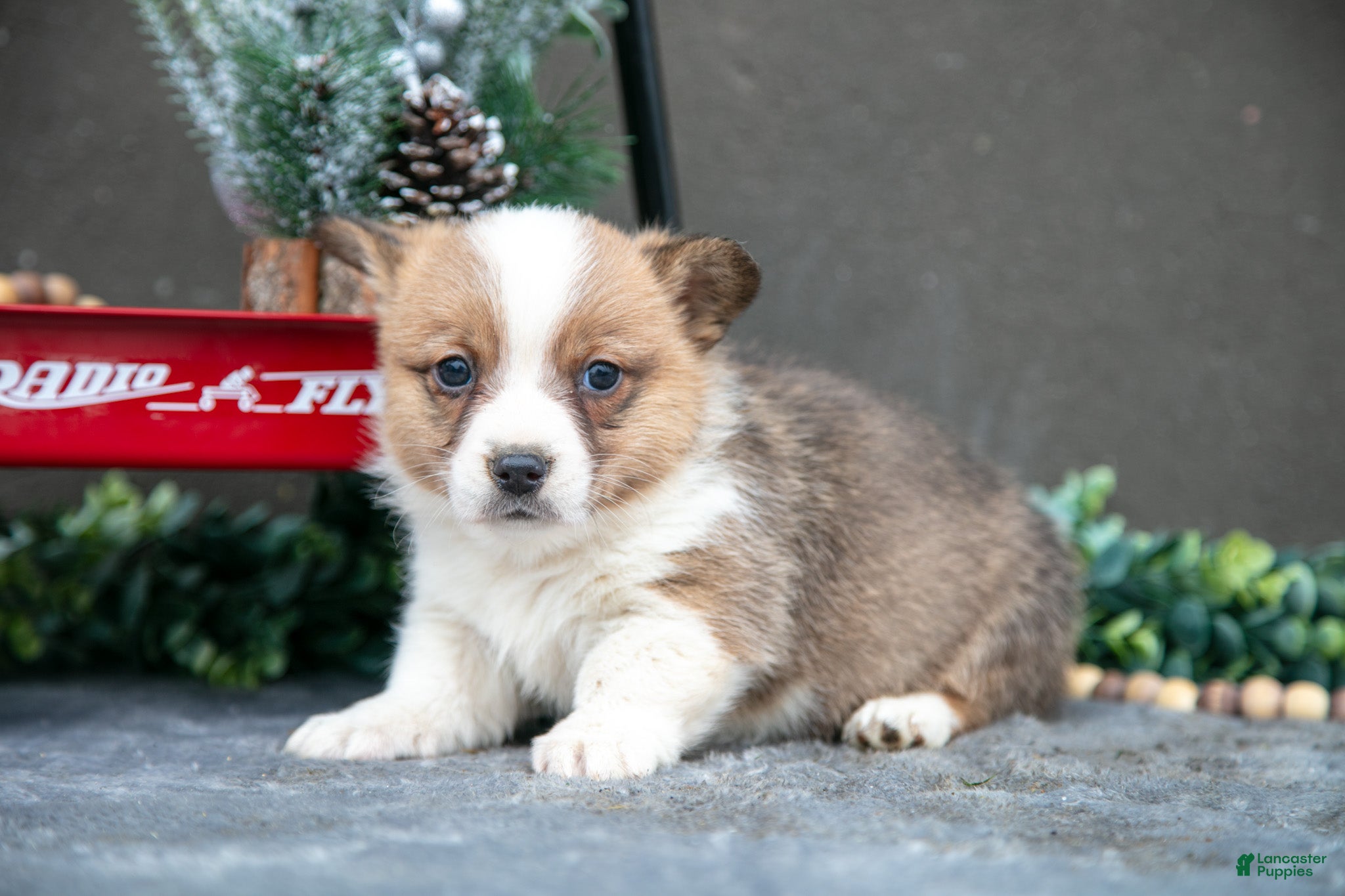 Welsh Corgi Pembroke dogs Clara - Ad 2
