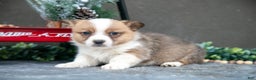 Welsh Corgi Pembroke dogs for sale: Clara - Ad 2