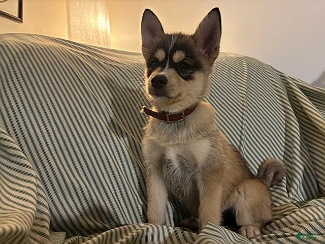 Pomsky dogs Freddy - Ad 1