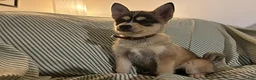 Pomsky dogs for sale: Freddy - Ad 1