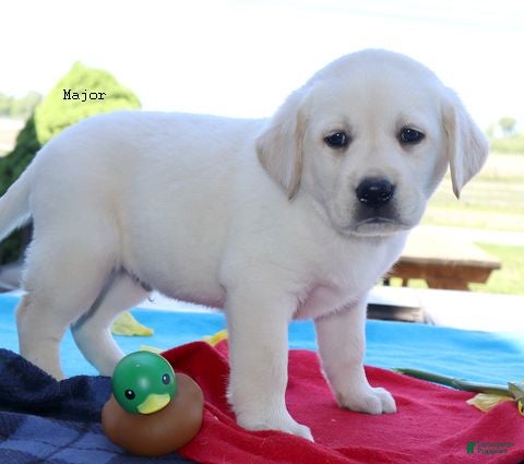Labrador Retriever dogs Major - English Champ lines - Ad 2