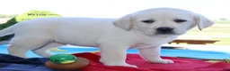 Labrador Retriever dogs for sale: Major - English Champ lines - Ad 2