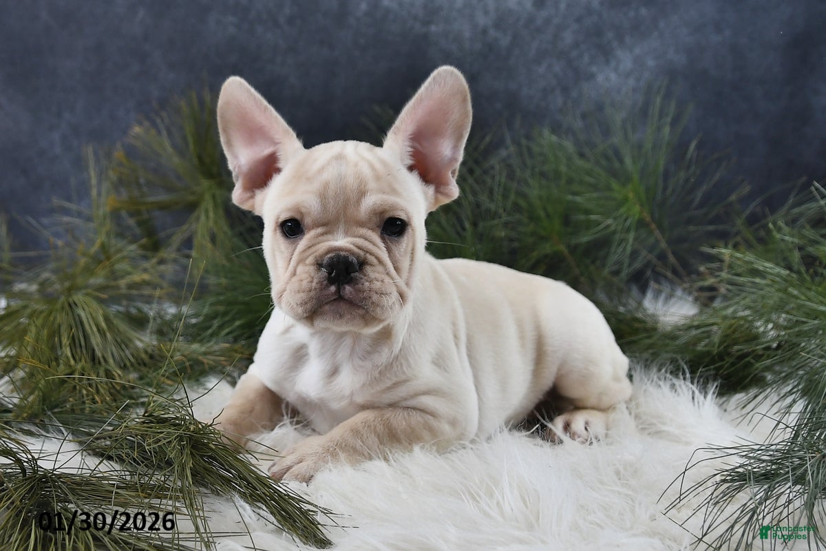 French Bulldog dogs Archie - Ad 2