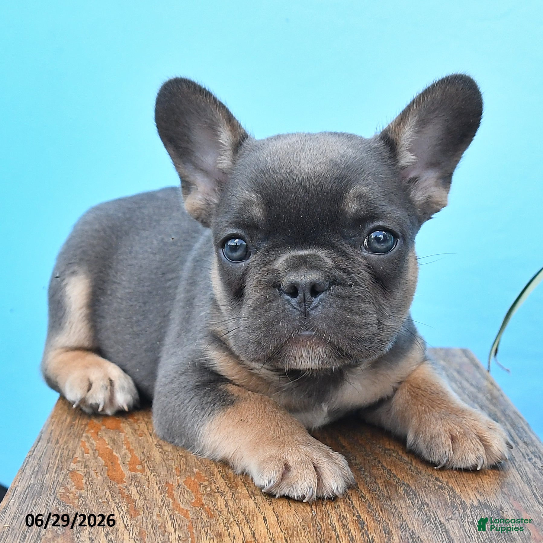 French Bulldog dogs Dennis - Ad 2