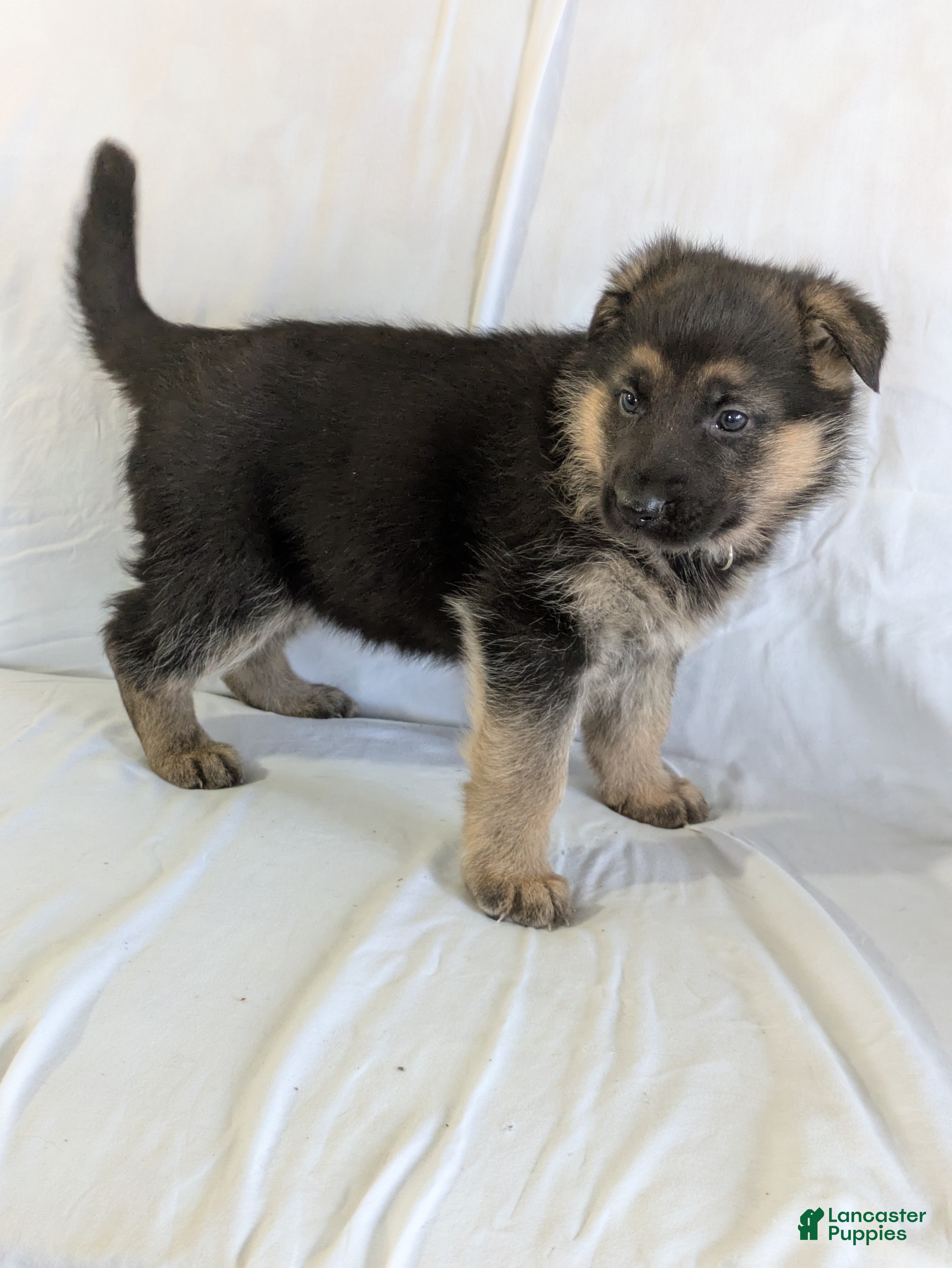 German Shepherd dogs Lily - Ad 12