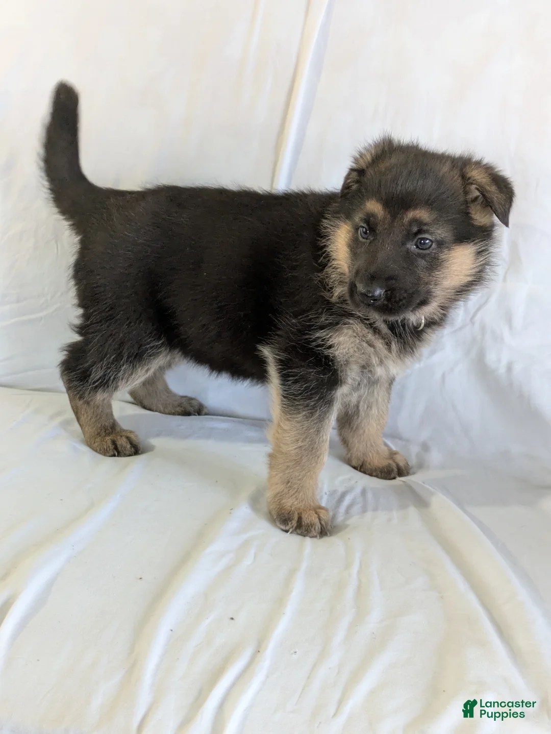 German Shepherd dogs for sale: Lily - Ad 1