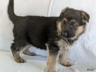 German Shepherd dogs Lily - Ad 12