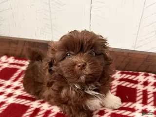 Mixed Breed dogs Gulliver - Ad 32