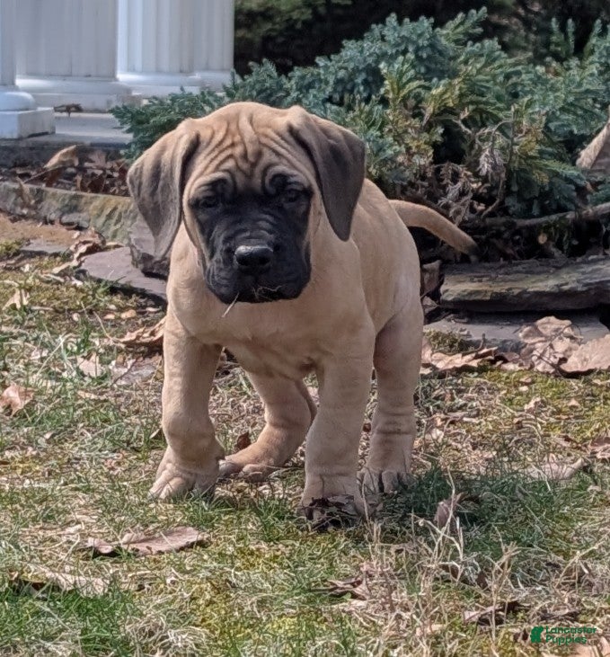 English Mastiff dogs Angel - Ad 16