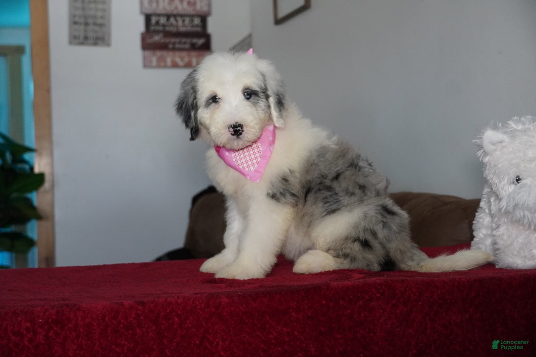 Sheepadoodle dogs for sale: Lily - Ad 4