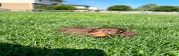 Miniature Dachshund dogs for sale: Miley - Ad 5