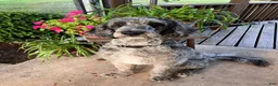 Labradoodle dogs for sale: Finn - Ad 7