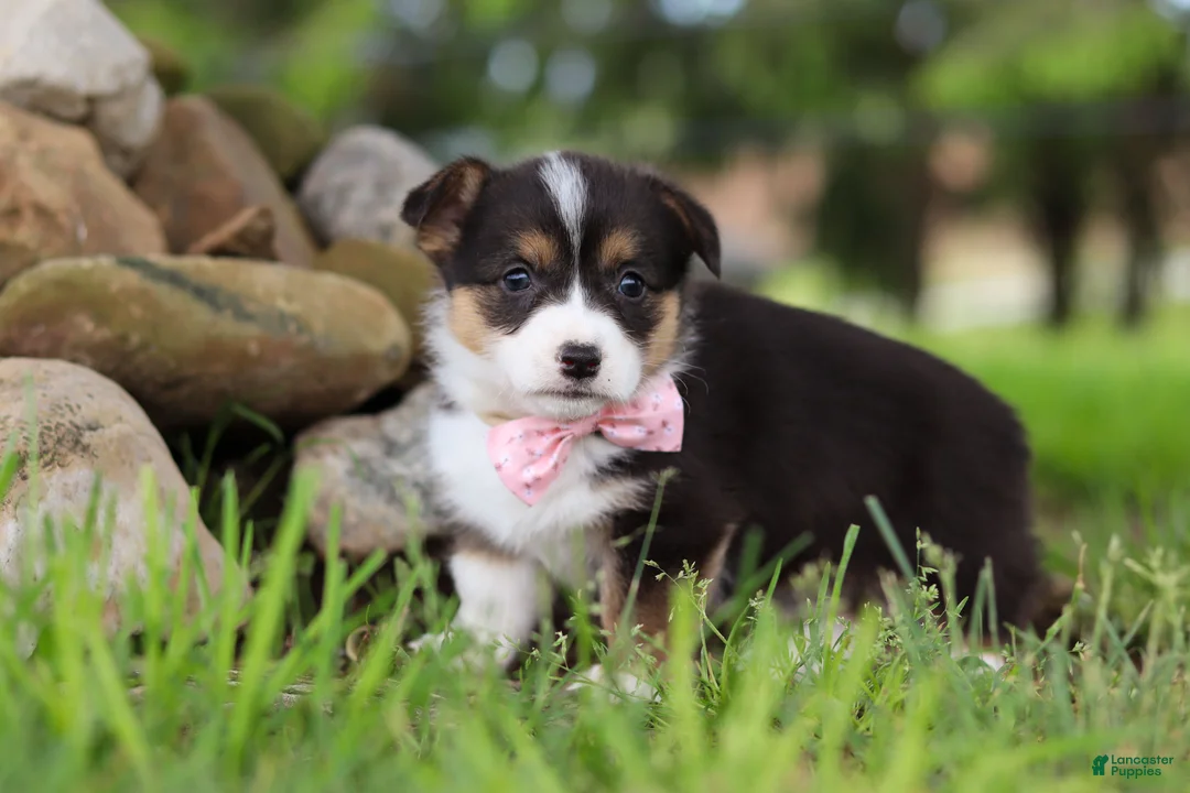 Welsh Corgi Pembroke dogs for sale: Bee - Ad 2