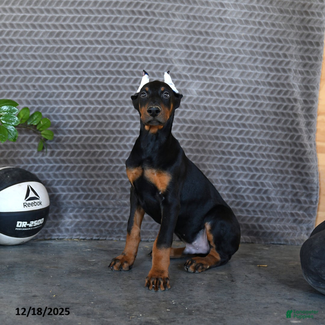 Doberman Pinscher dogs for sale: Zane - Ad 5