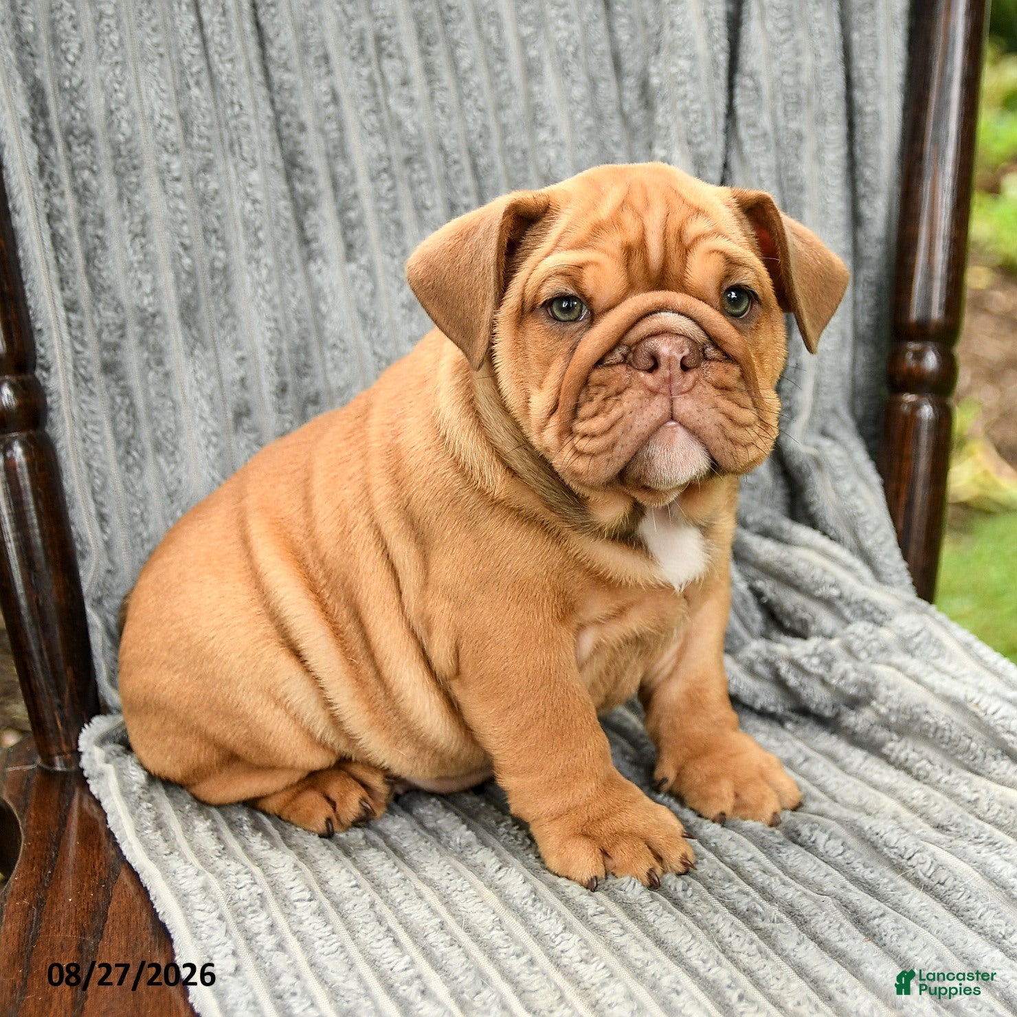 English Bulldog dogs Winslow - Ad 1