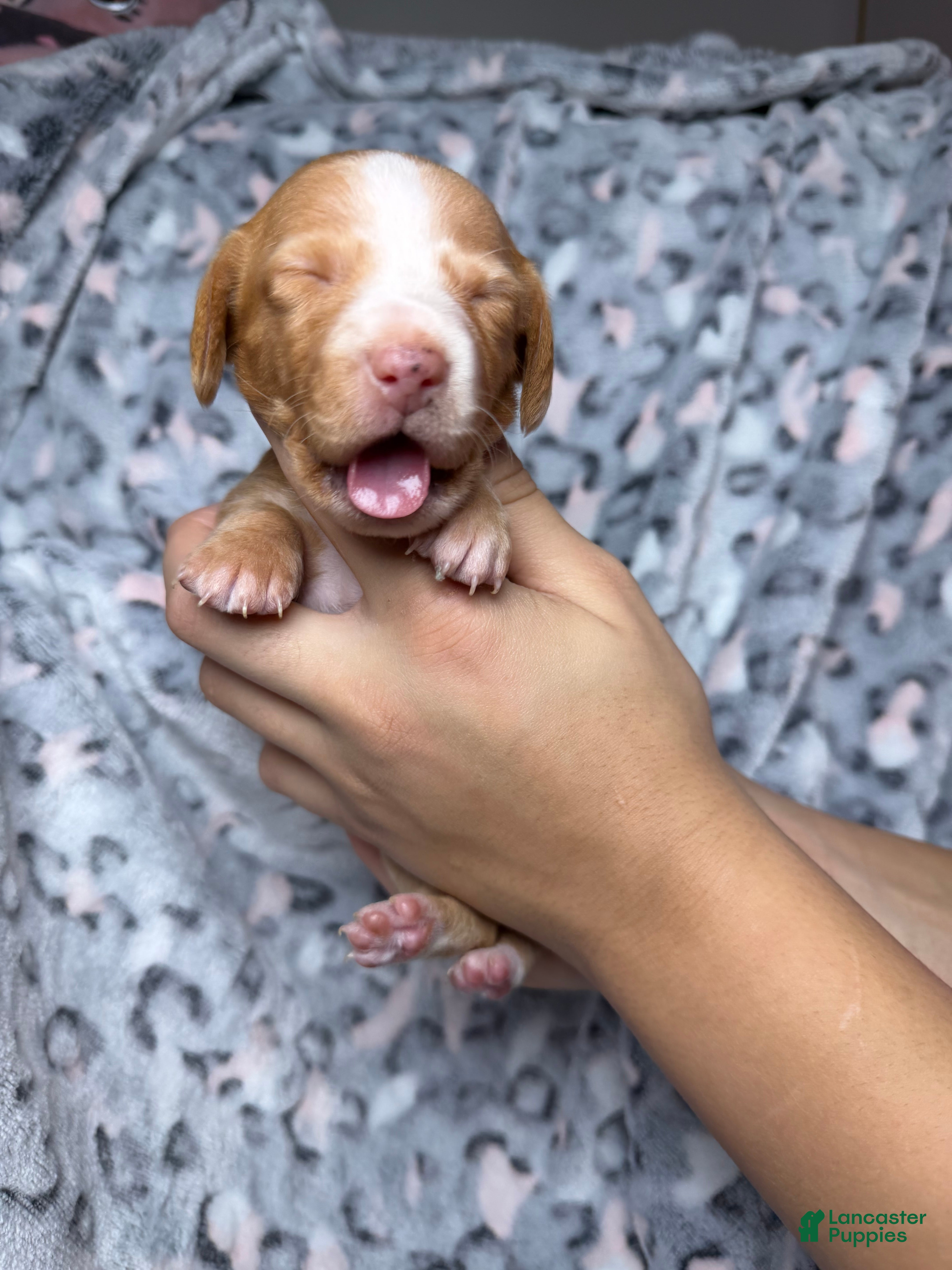 Miniature Dachshund dogs Miniature Dachshund Puppy 4 - Ad 9