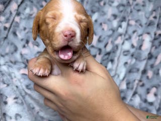 Miniature Dachshund dogs Miniature Dachshund Puppy 4 - Ad 8