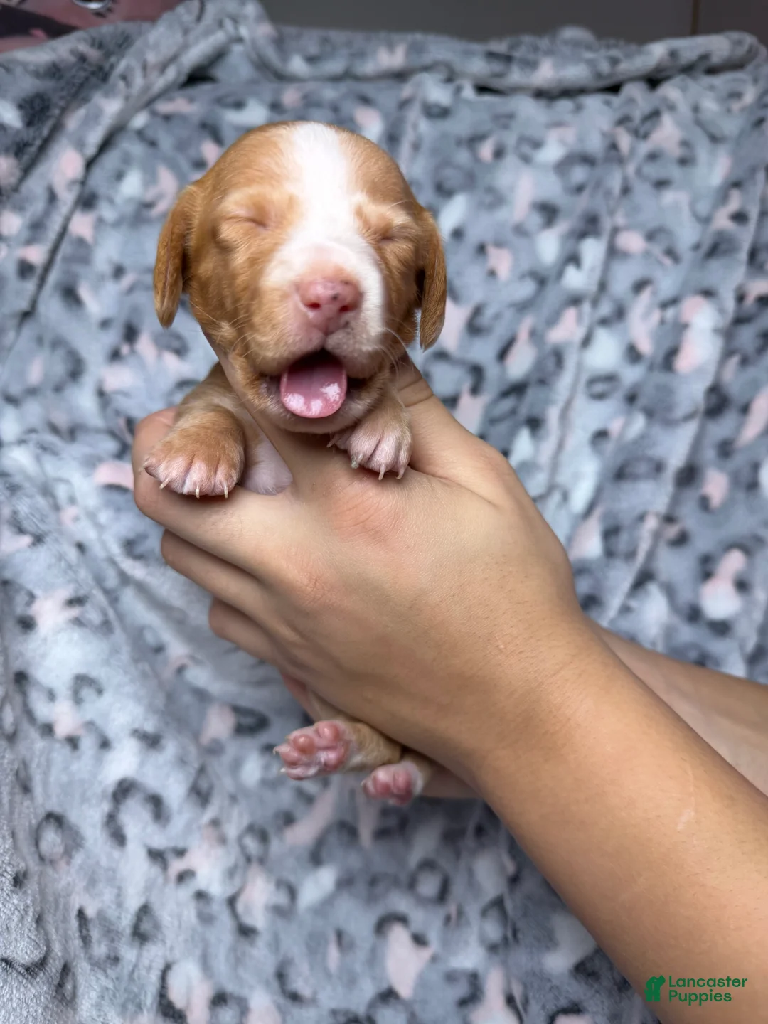 Miniature Dachshund dogs for sale: Bella - Ad 2