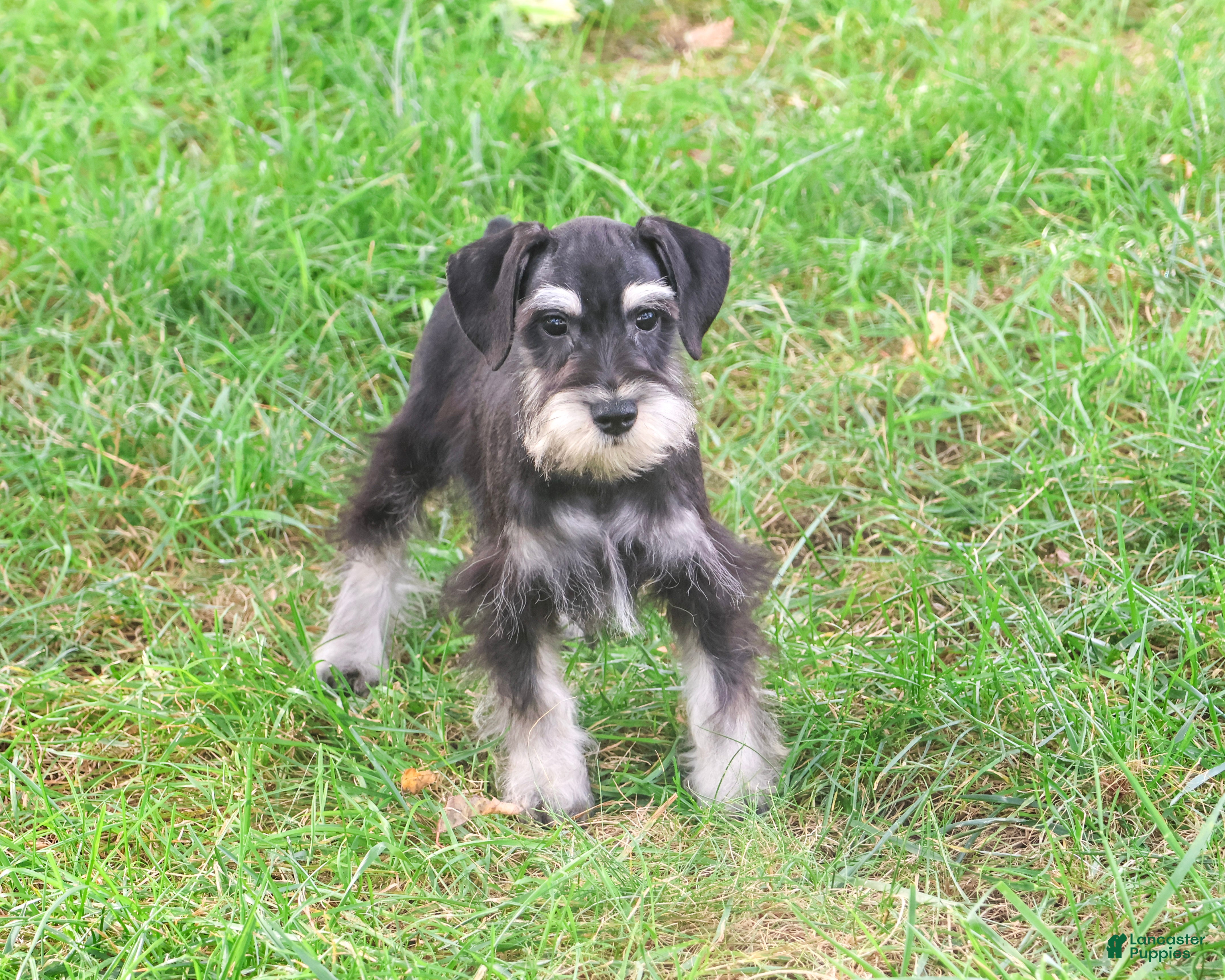 Miniature Schnauzer dogs for sale: Jonah - Ad 2