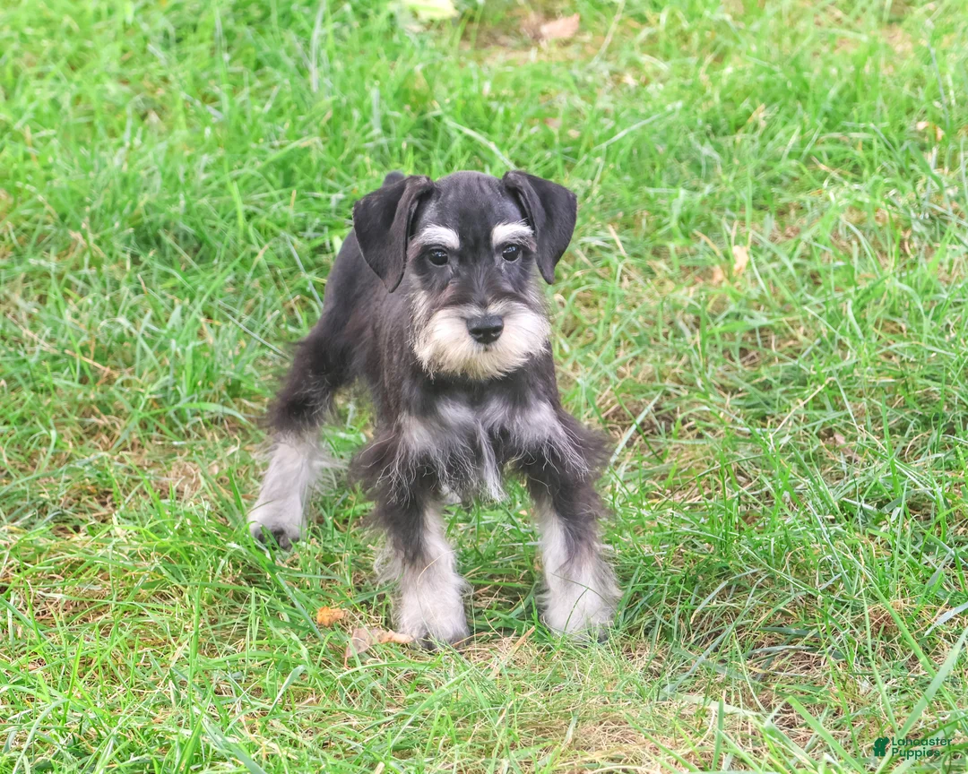 Miniature Schnauzer dogs for sale: Jonah - Ad 2