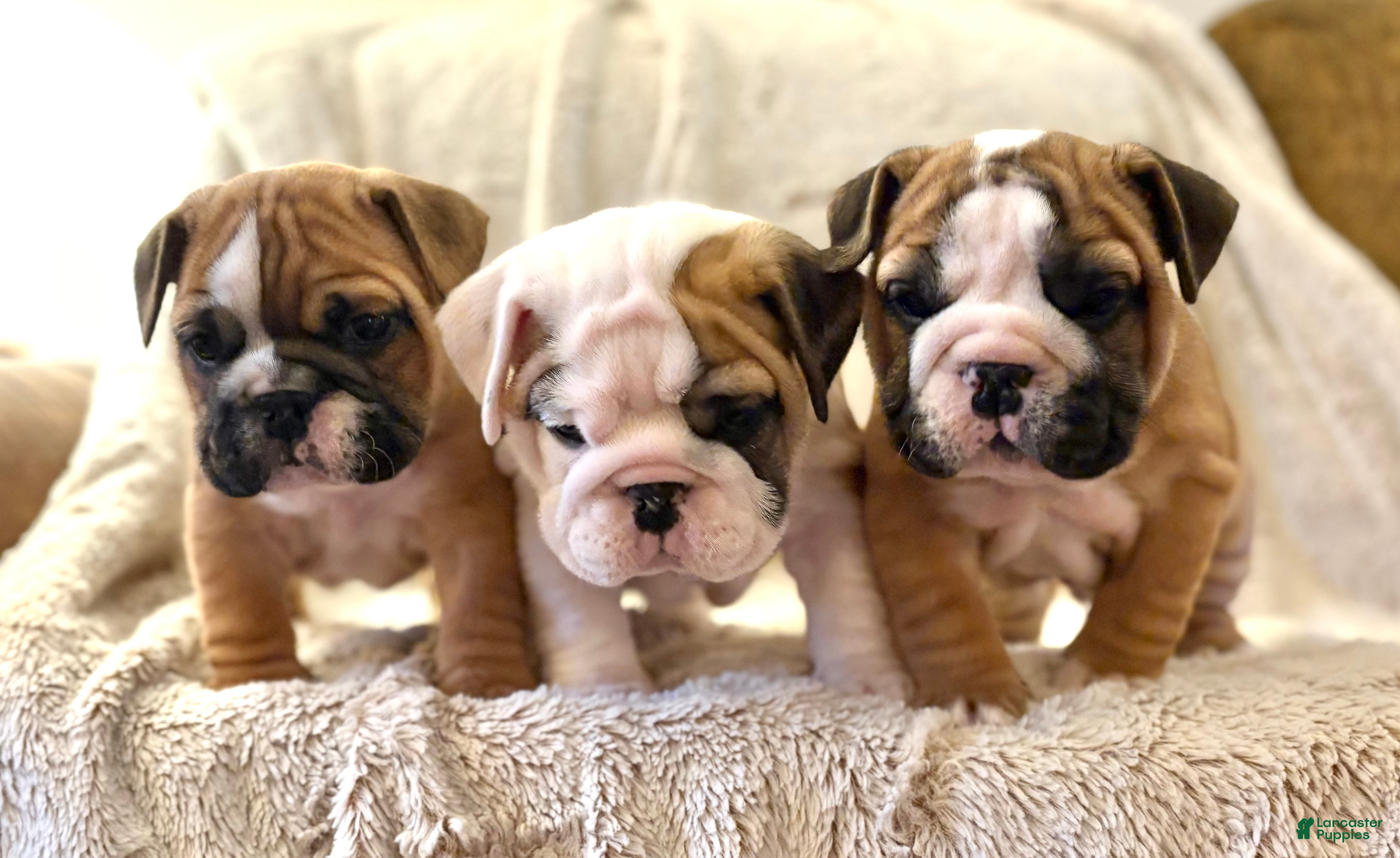 English Bulldog dogs George - Ad 2