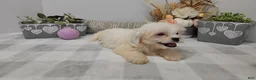 Teddy Bear dogs for sale: Clover - Ad 9