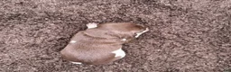 German Shorthaired Pointer dogs for sale: Colt - Ad 3