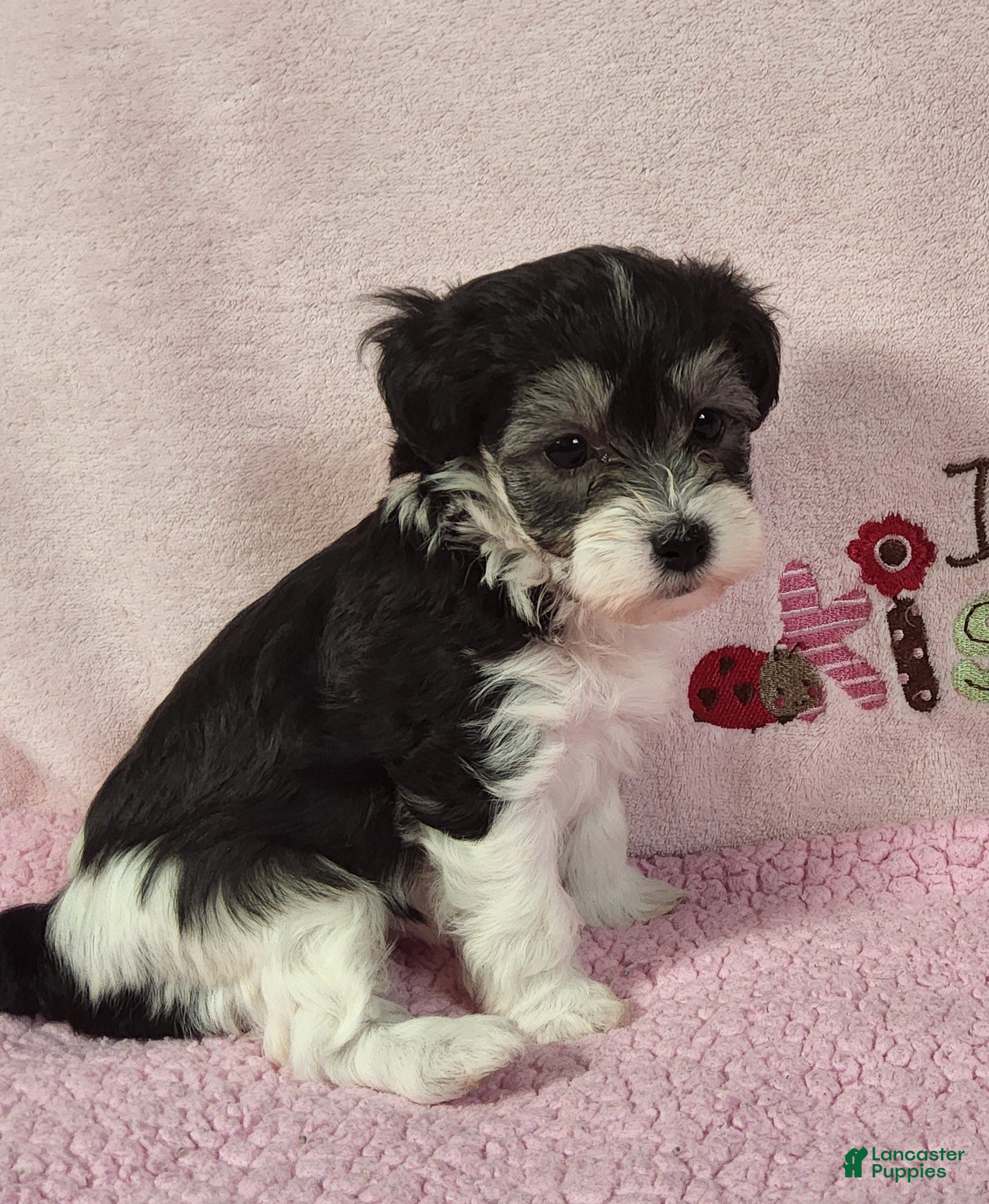 Yorkiepoo dogs Laylani Hope - Ad 39