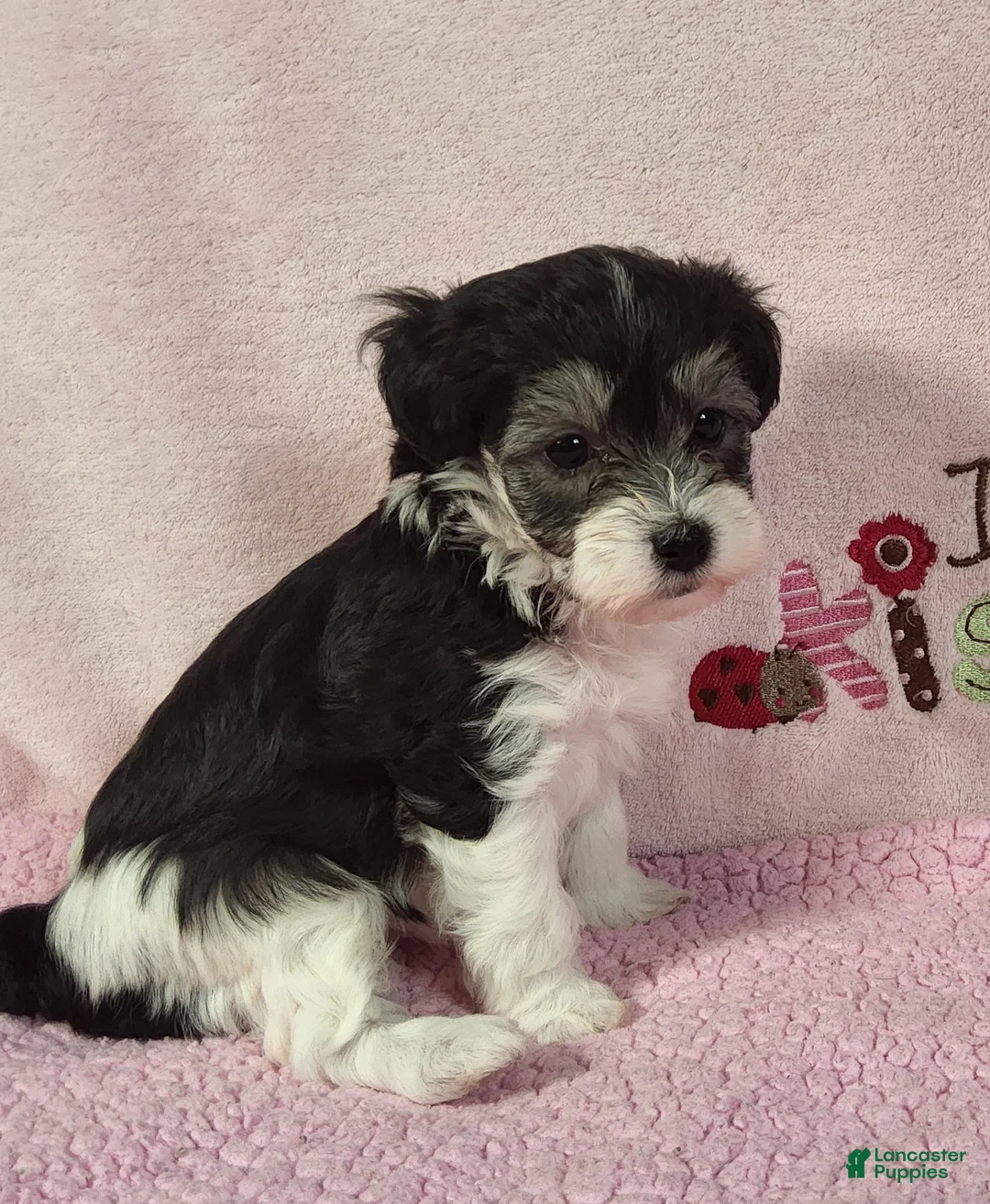 Yorkiepoo dogs for sale: Laylani Hope - Ad 2