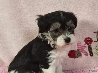 Yorkiepoo dogs Laylani Hope - Ad 39