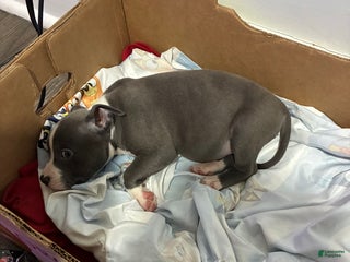 Mixed Breed dogs - Ad 6