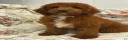 Miniature Poodle dogs for sale: RALPH - Ad 4