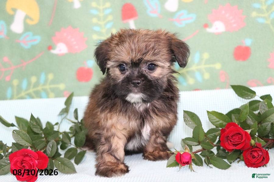 Shorkie dogs Tippy - Ad 2