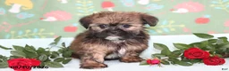Shorkie dogs for sale: Tippy - Ad 2