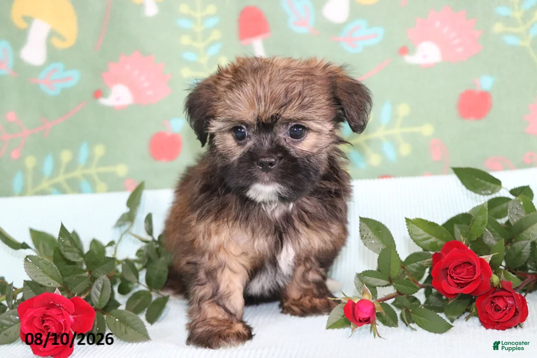 Shorkie dogs for sale: Tippy - Ad 2
